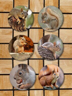 Cute Squirrel Fridge Magnets Set Of 6 Metal Animal Magnets Home Office Kitchen
